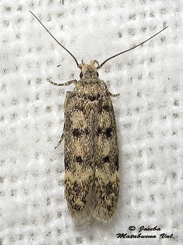 Bryotropha domestica - Gelechiidae